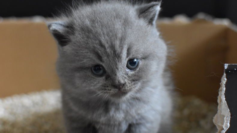 cat2