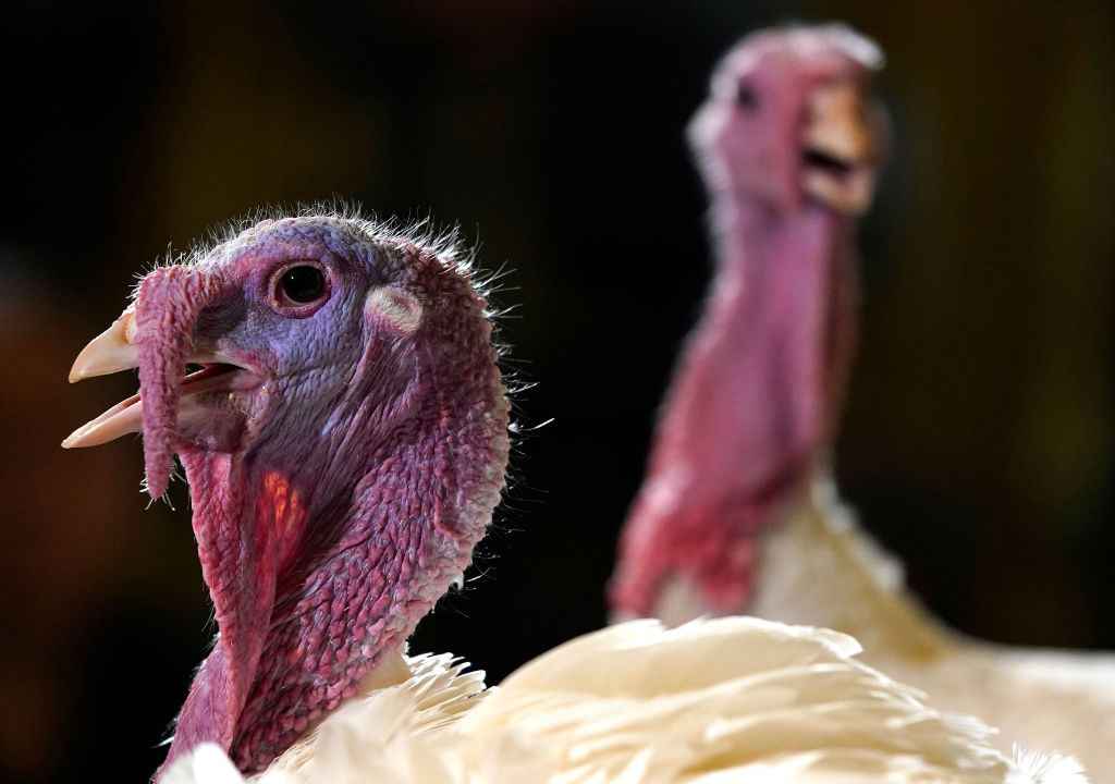 More than 10,000 Turkeys punished after bird flu outbreak in the UK