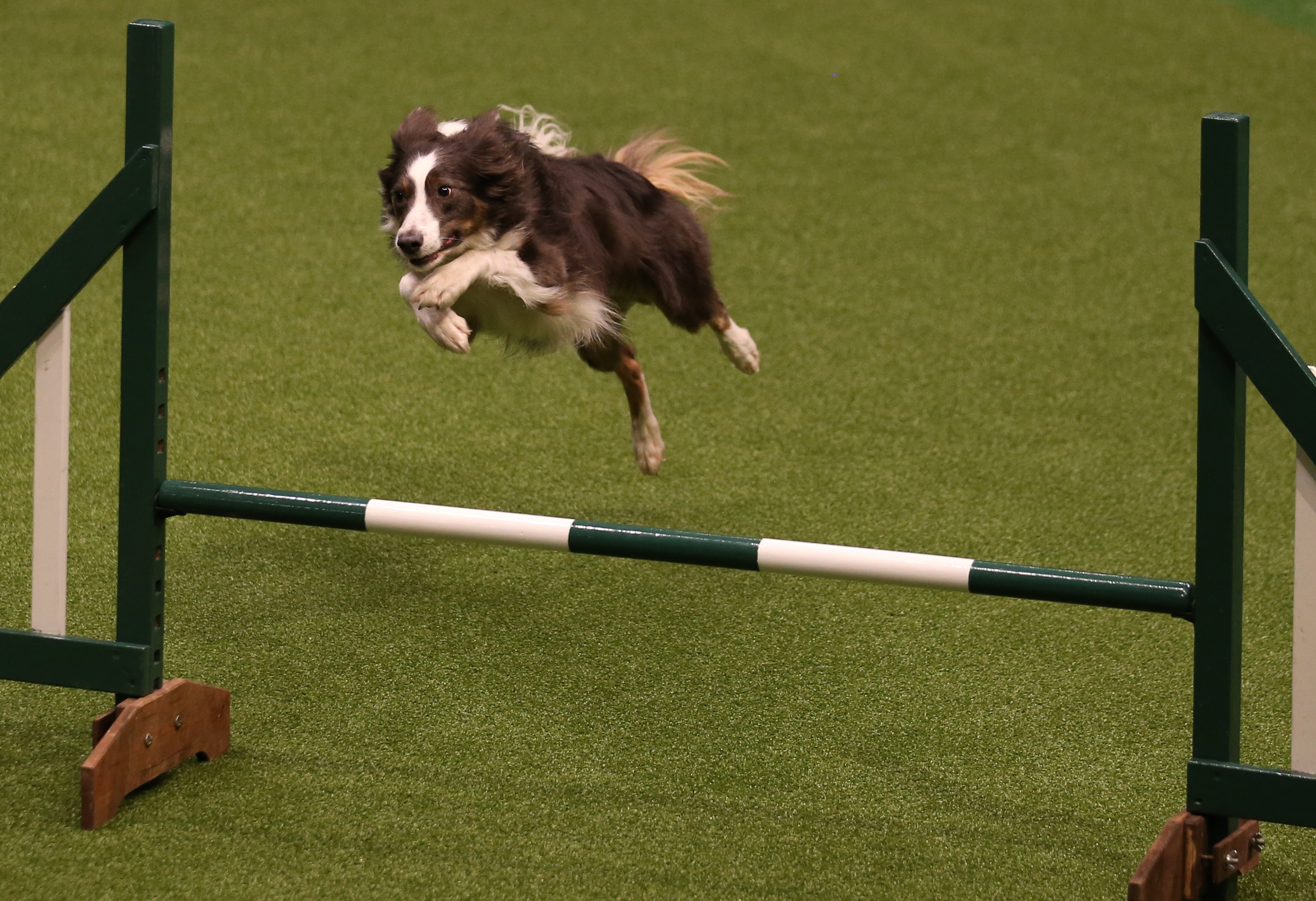 Best dog breeds 2024 for obedience competition