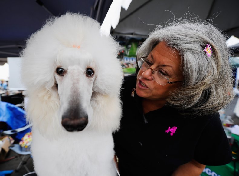Poodle