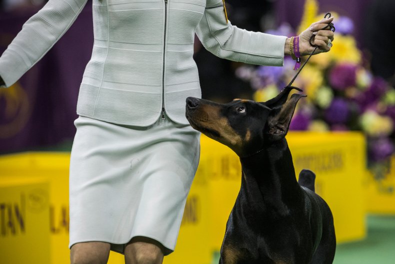 Doberman Pinscher