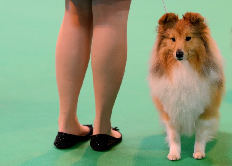 Shetland Sheepdog