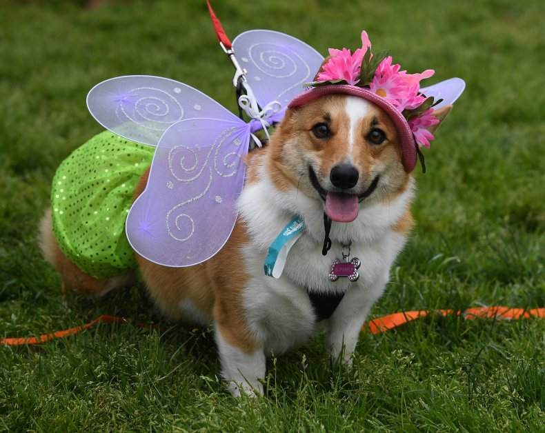 Welsh Corgi