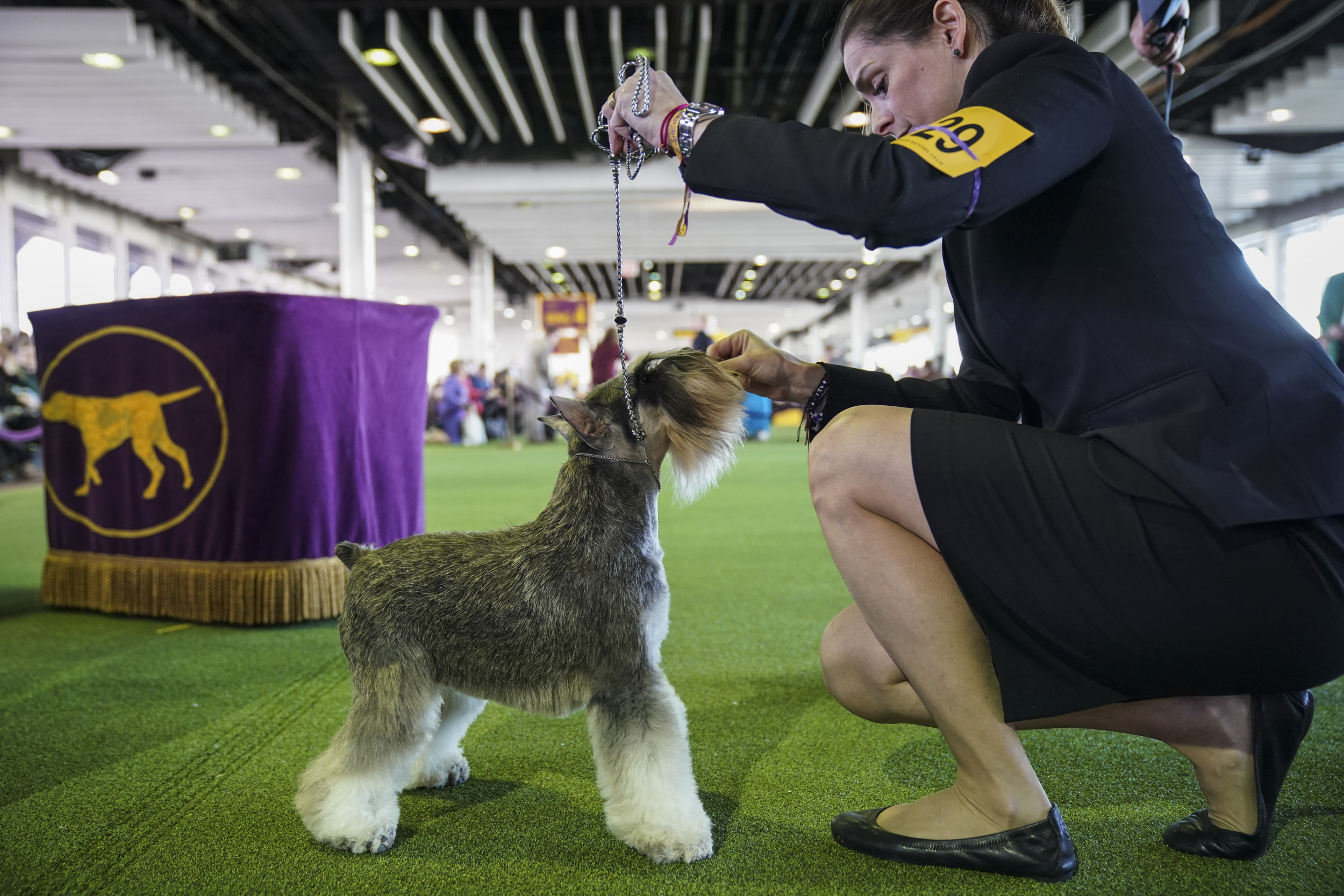 Best dog breeds store for obedience competition