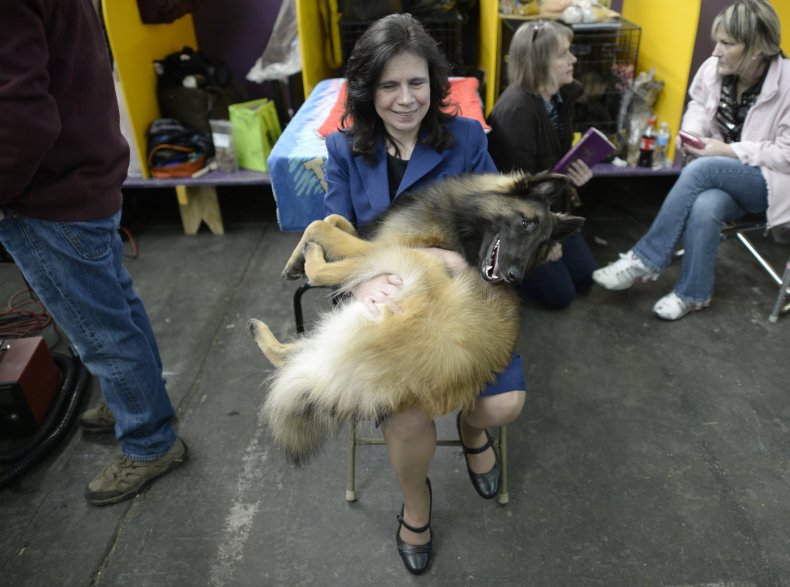 Tevuran dog