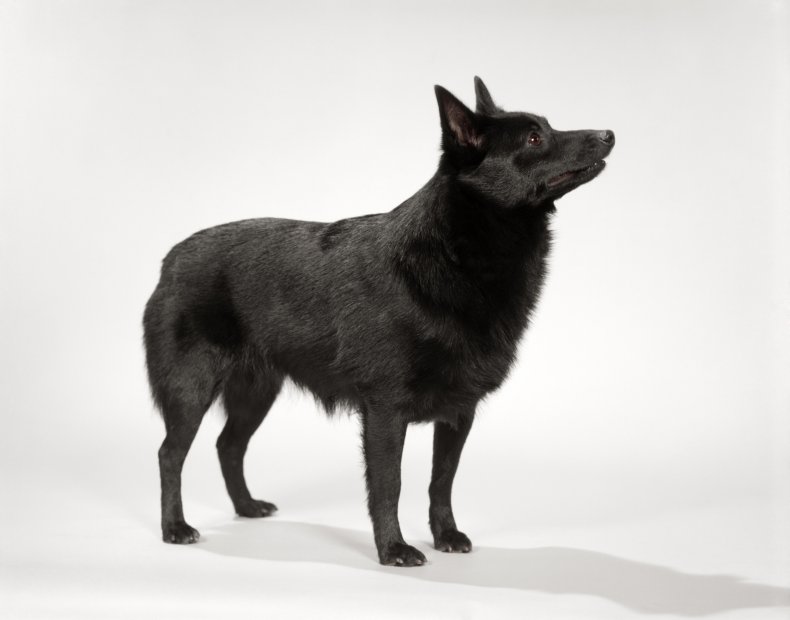 Shipperke dog