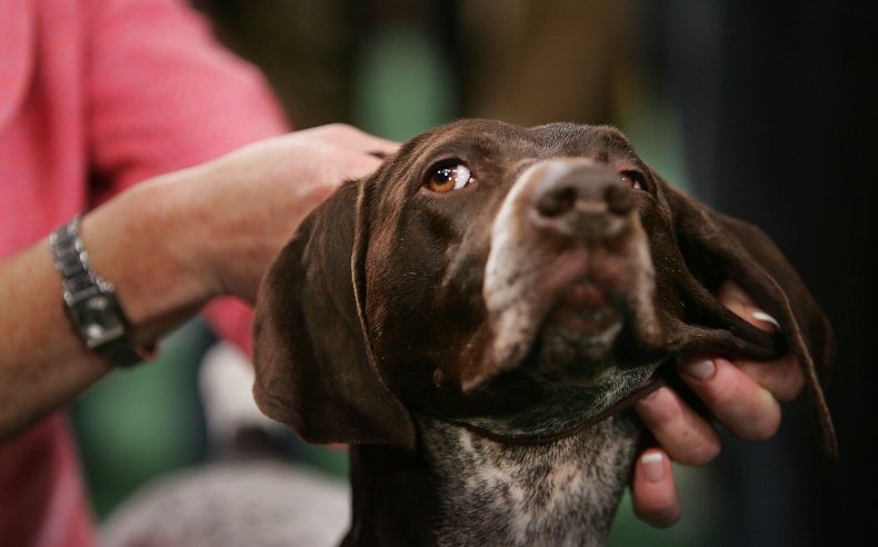 German Shorthaired Pointer