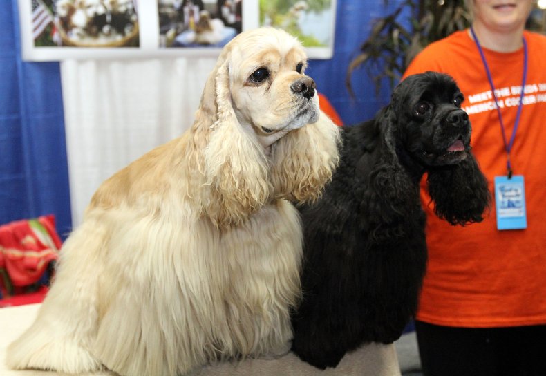 Cocker Spaniel