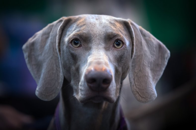 Weimaraner