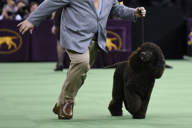 Irish Water Spaniel