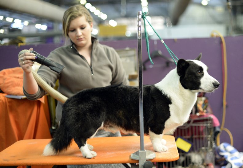 CArdigan corgi