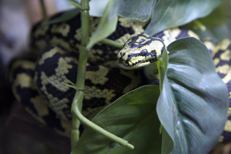 Carpet python snake