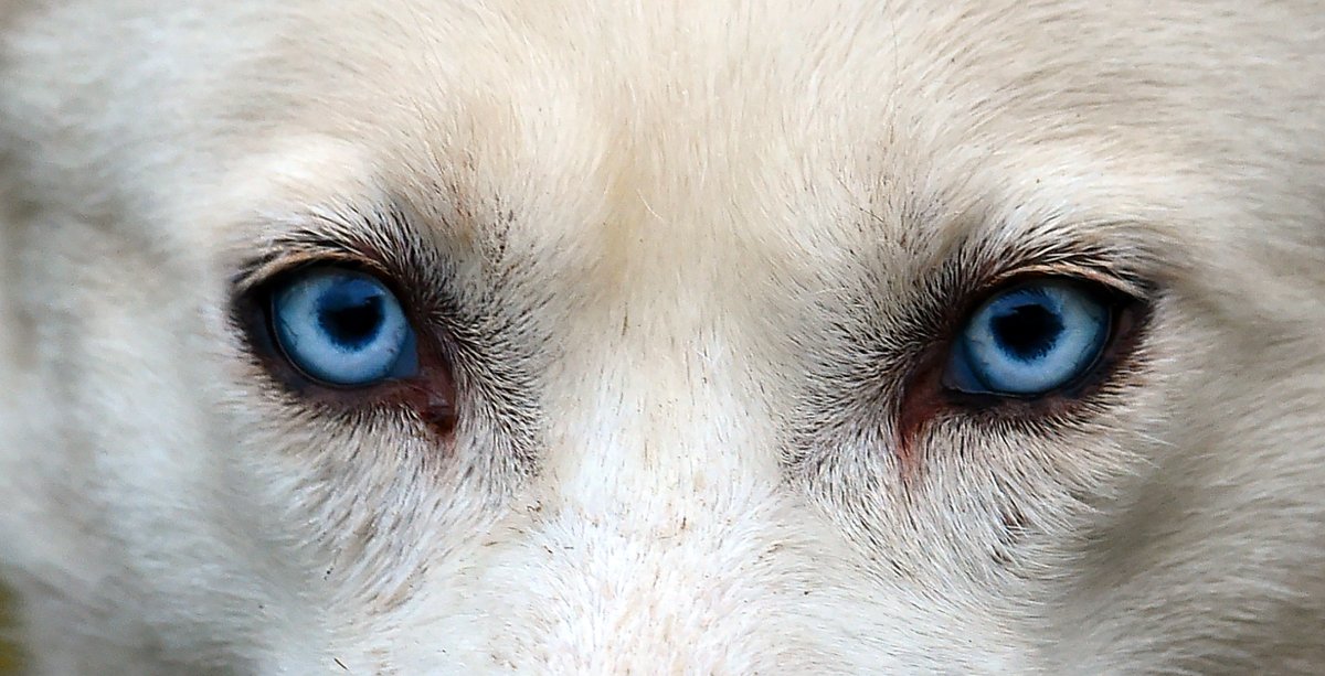 white siberian husky with blue eyes