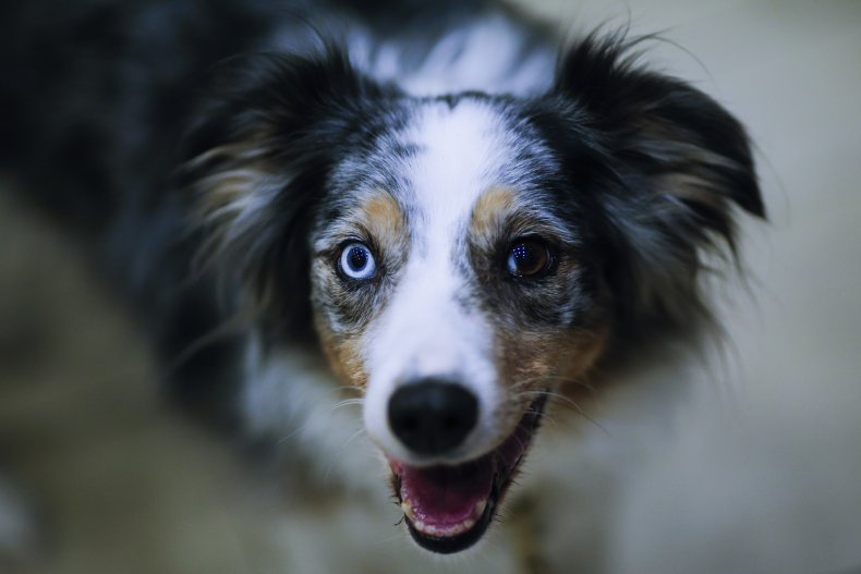 AUSSIE SHEPPARD