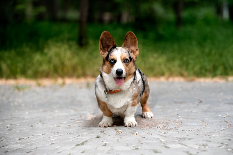 corgi