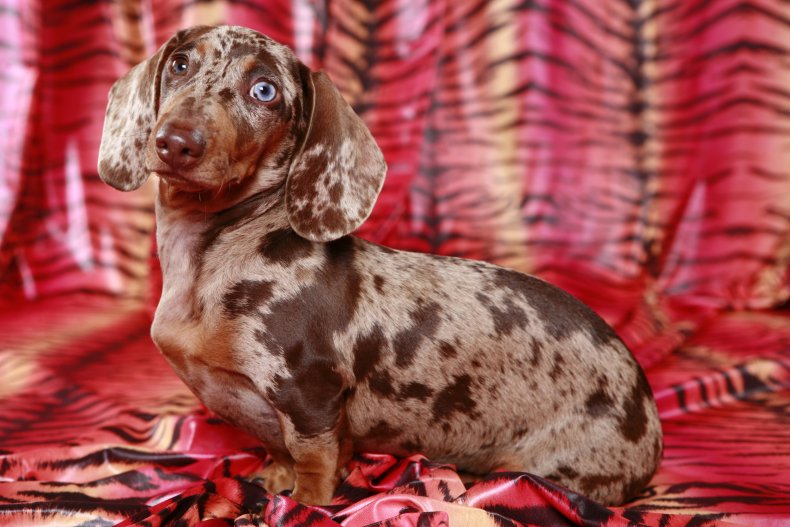 Dachshund