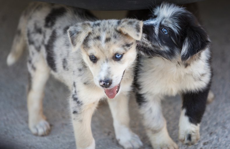 Border Collie