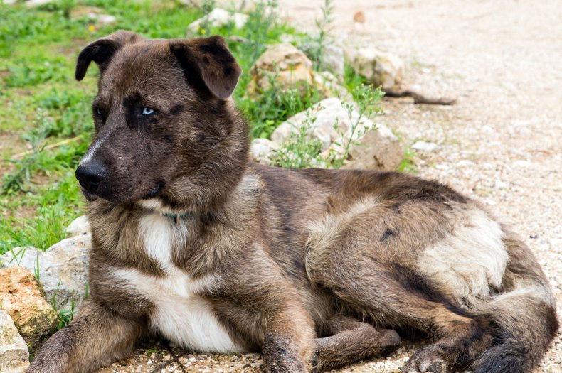 German Shepherd