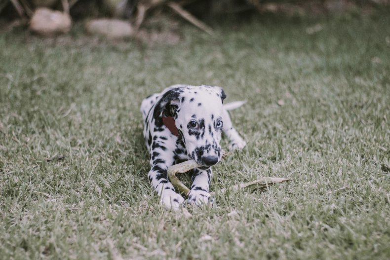 Dalmatian