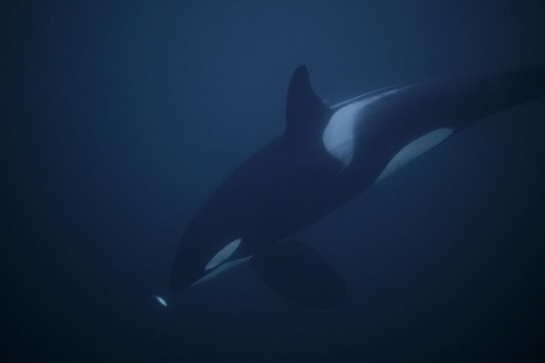 orca killer whale
