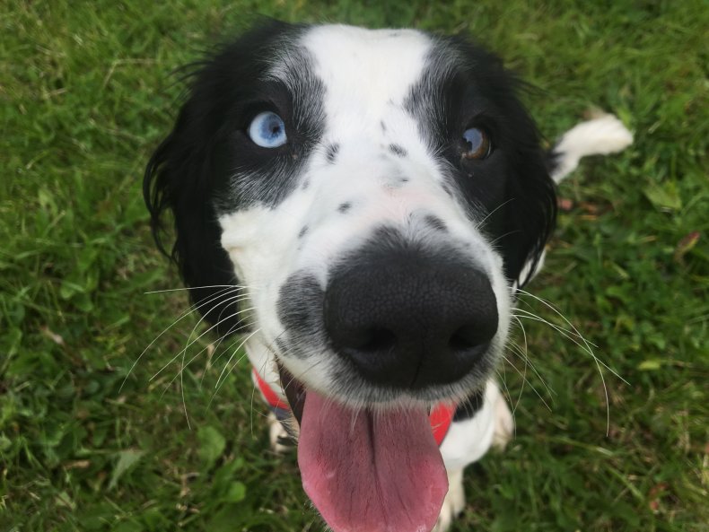 Springer Spaniel
