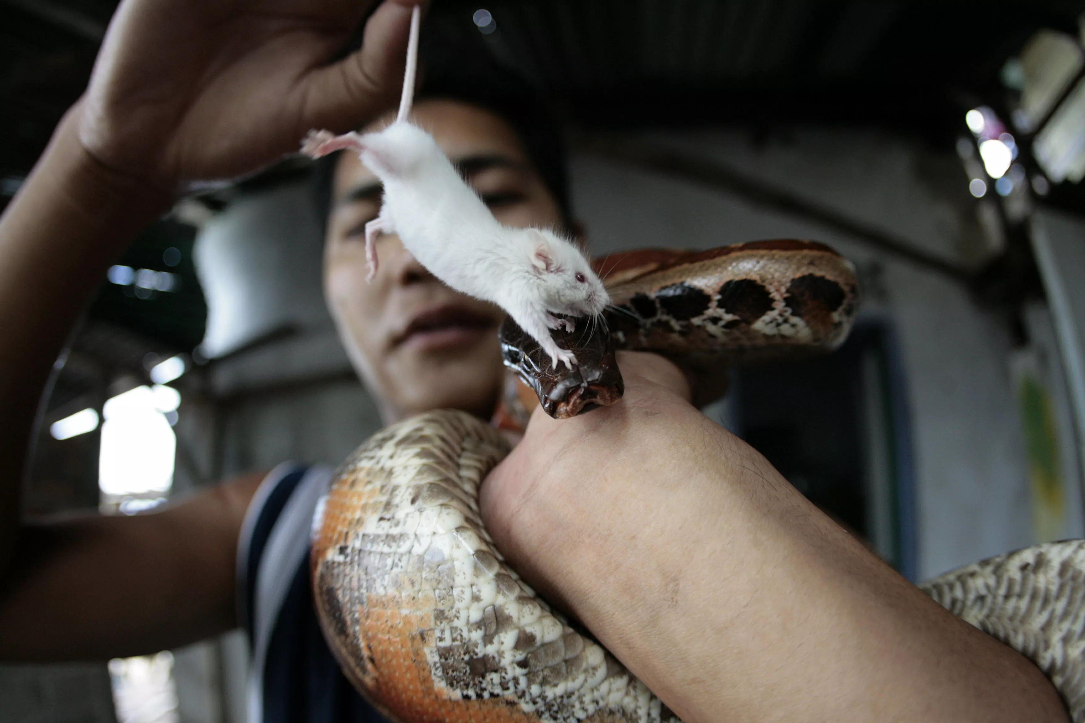 Who Sells Live Mice For Snakes