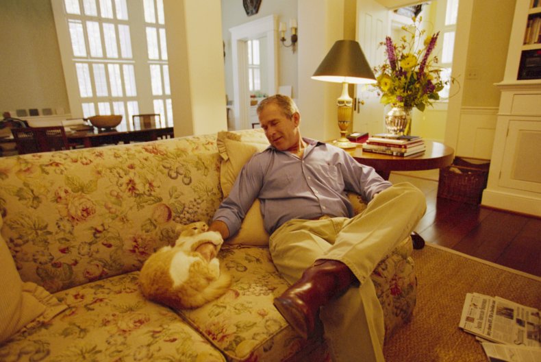 Bush cat