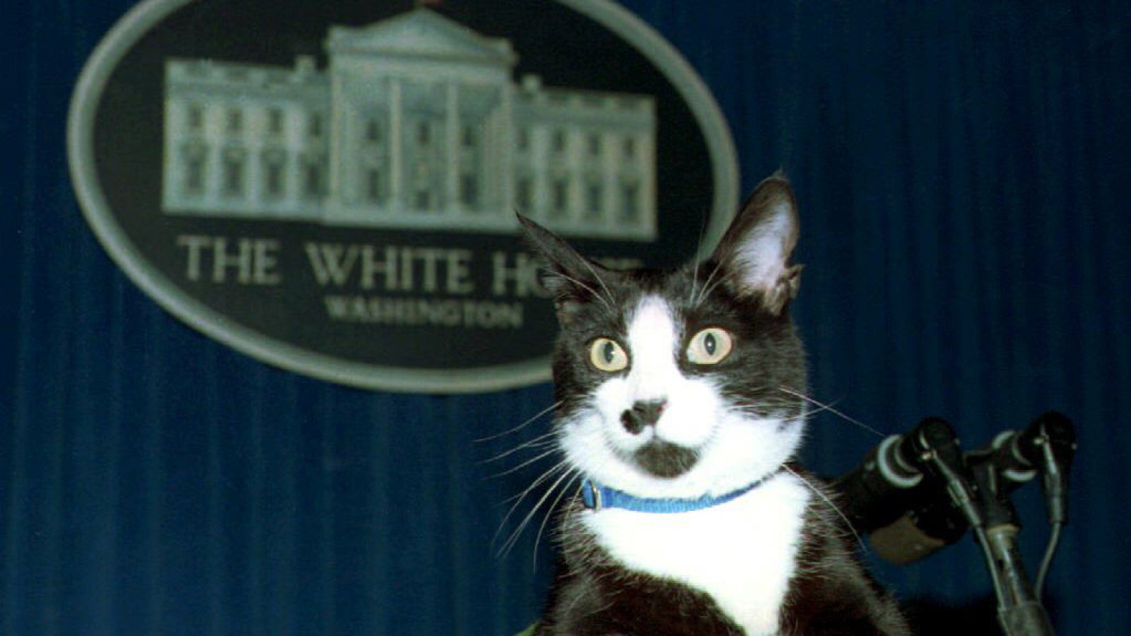 These Are The Presidents Who Had Cats In The White House
