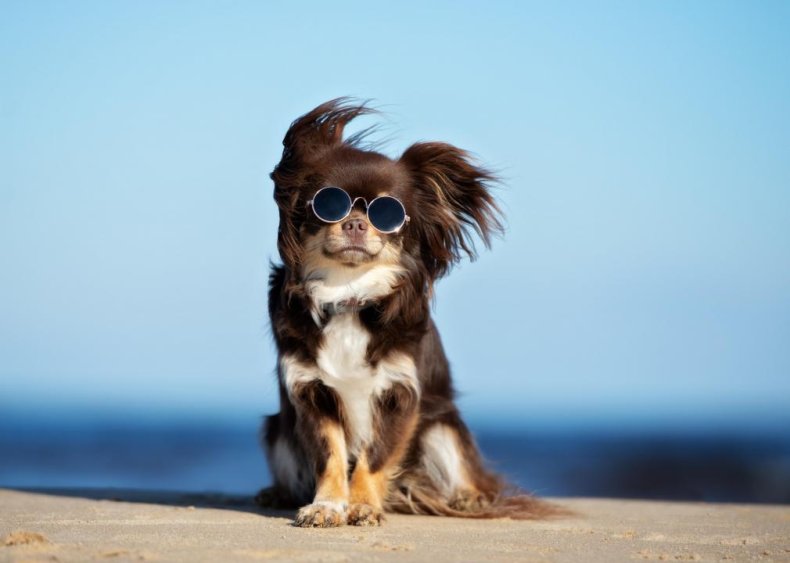 Most popular dog breeds in America 2020