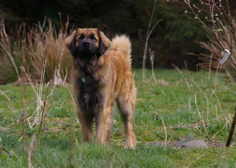 #95. Leonberger