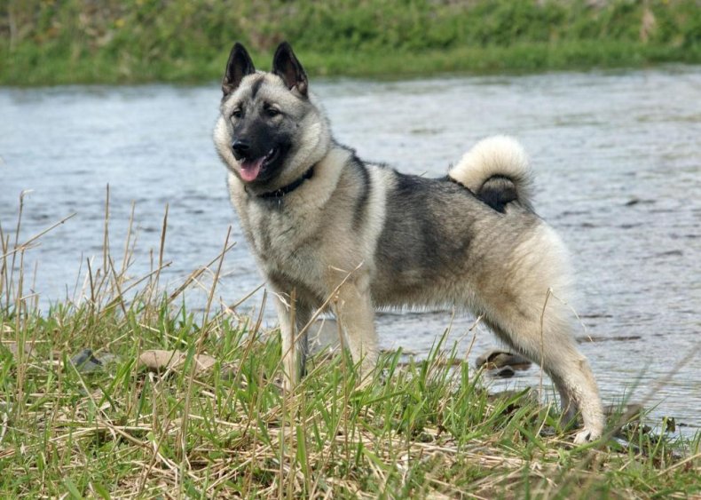 #93. Norwegian elkhound