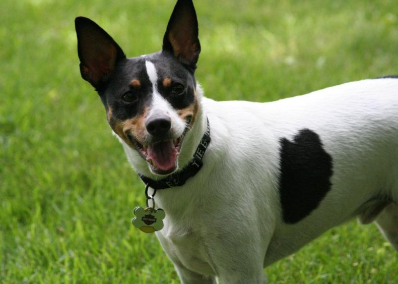 #91. Rat terrier
