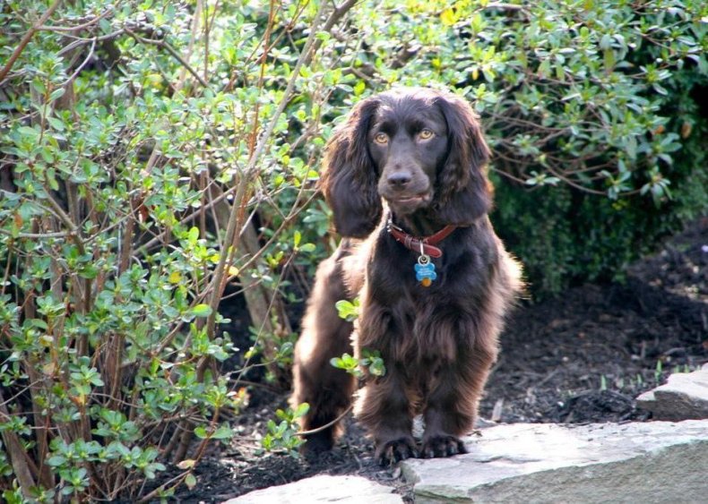 #89. Boykin spaniel