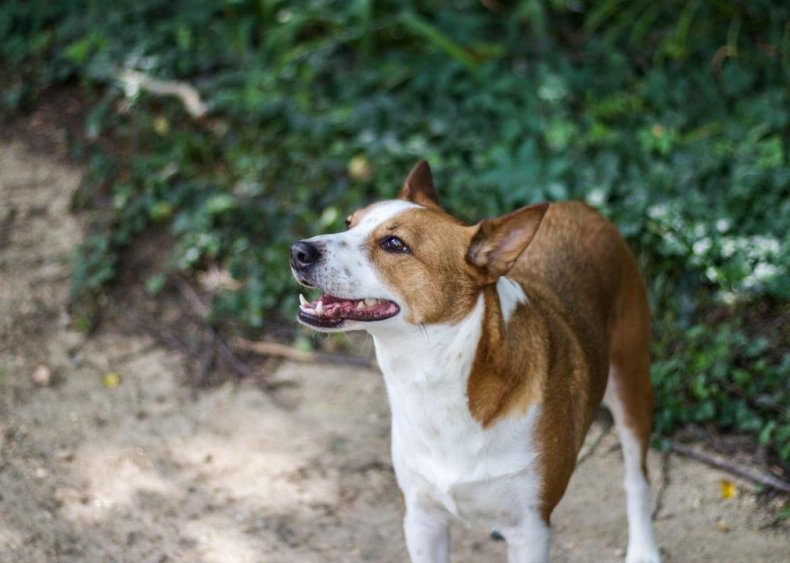 #87. Basenji