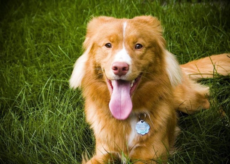 #86. Nova Scotia duck tolling retriever