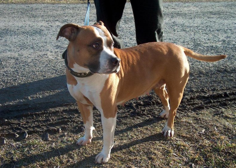 #85. American staffordshire terrier