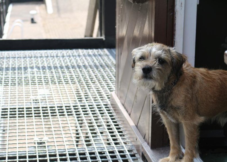 #84. Border terrier