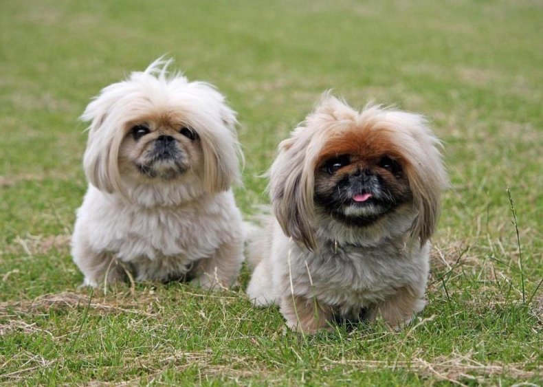#83. Pekingese