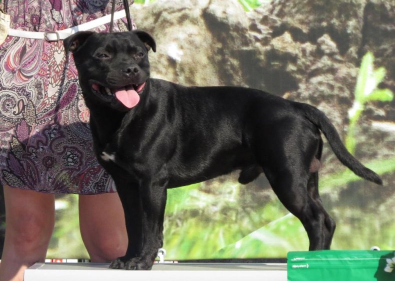 #82. Staffordshire bull terrier