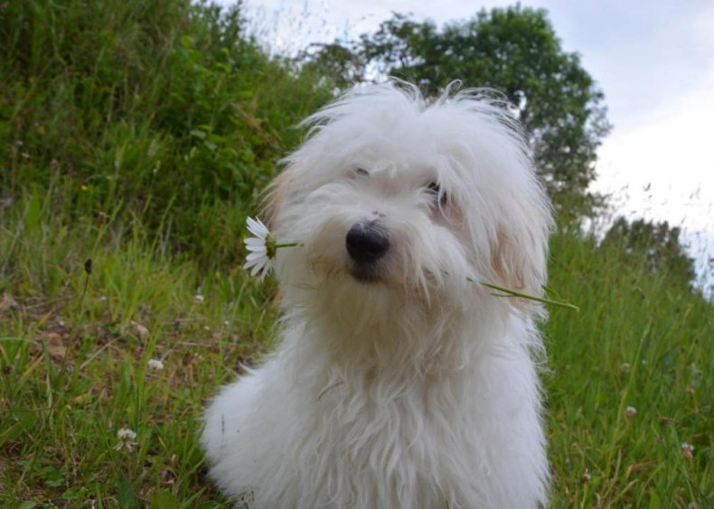 #81. Coton de Tulear