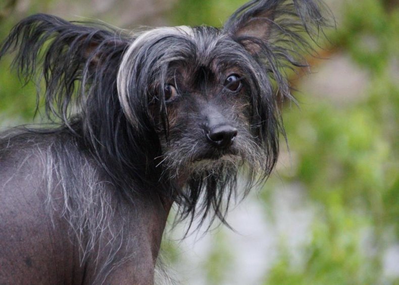 #80. Chinese crested