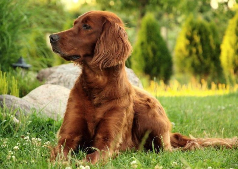 #79. Irish Setter