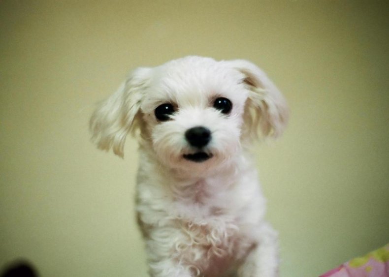 #78. Lhasa Apso