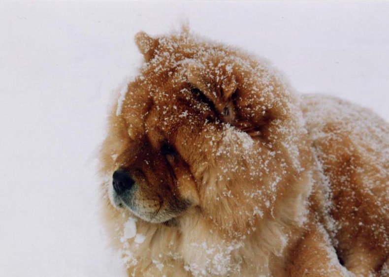 #77. Chow Chow