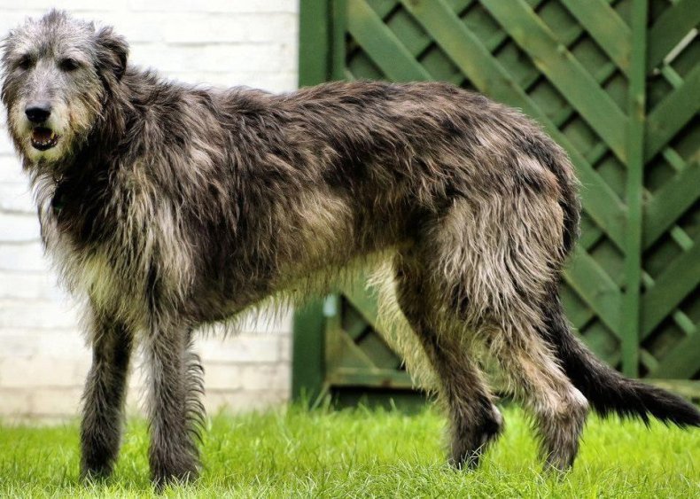 #76. Irish wolfhound