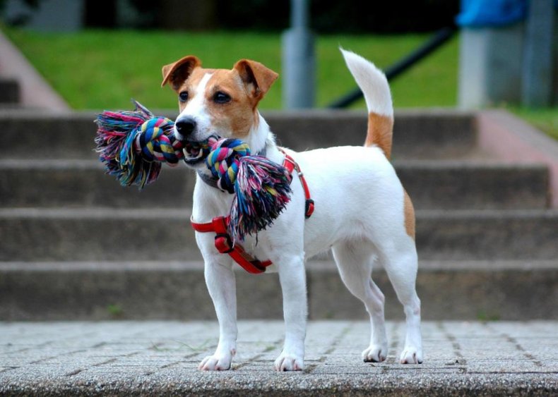 #75. Russell terrier