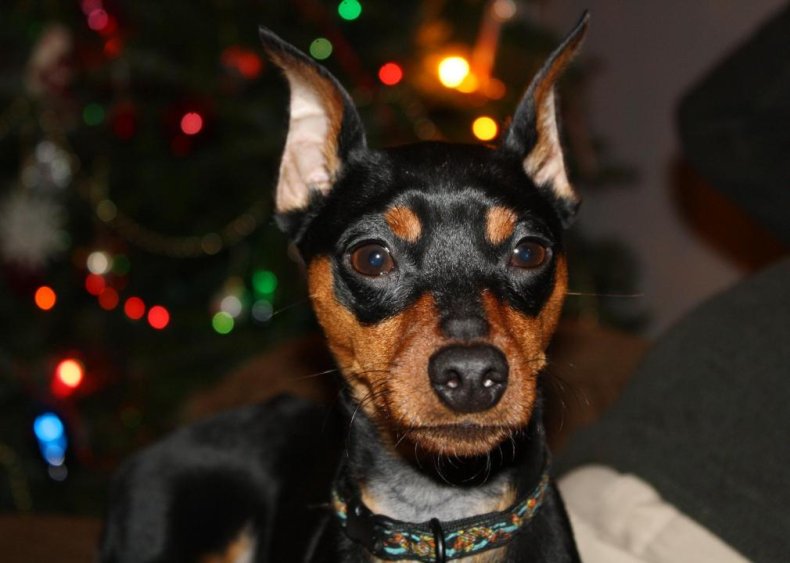 #74. Miniature pinscher