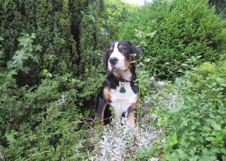 #73. Greater Swiss mountain dog