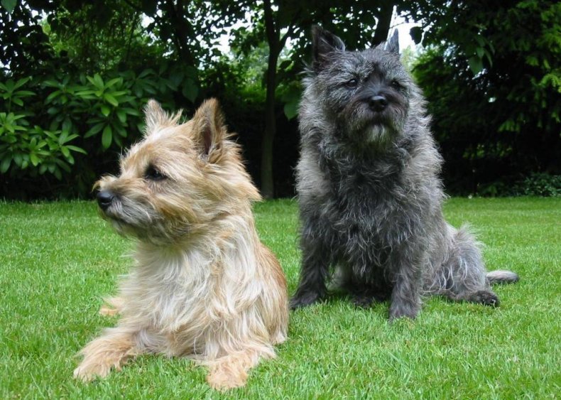 #72. Cairn terrier