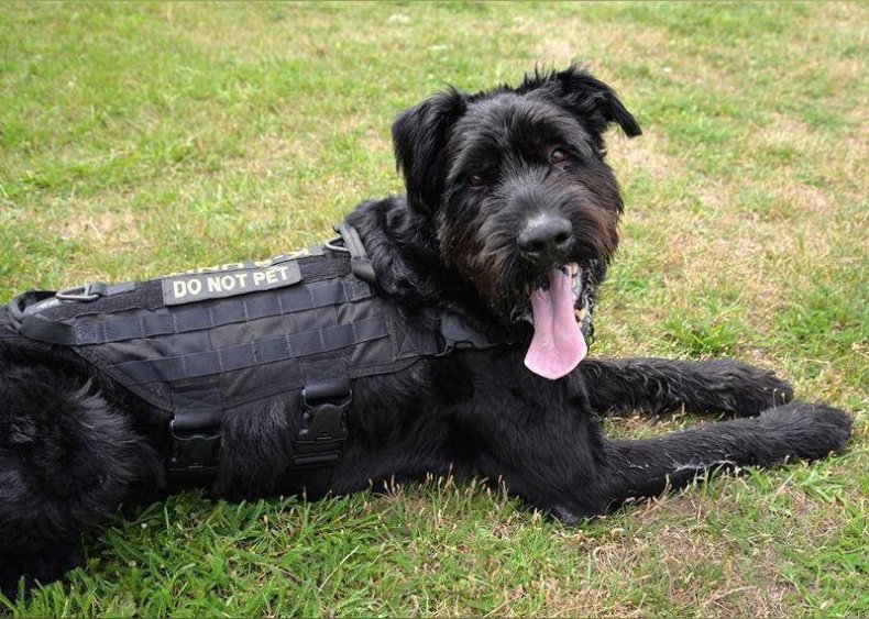 #71. Giant schnauzer